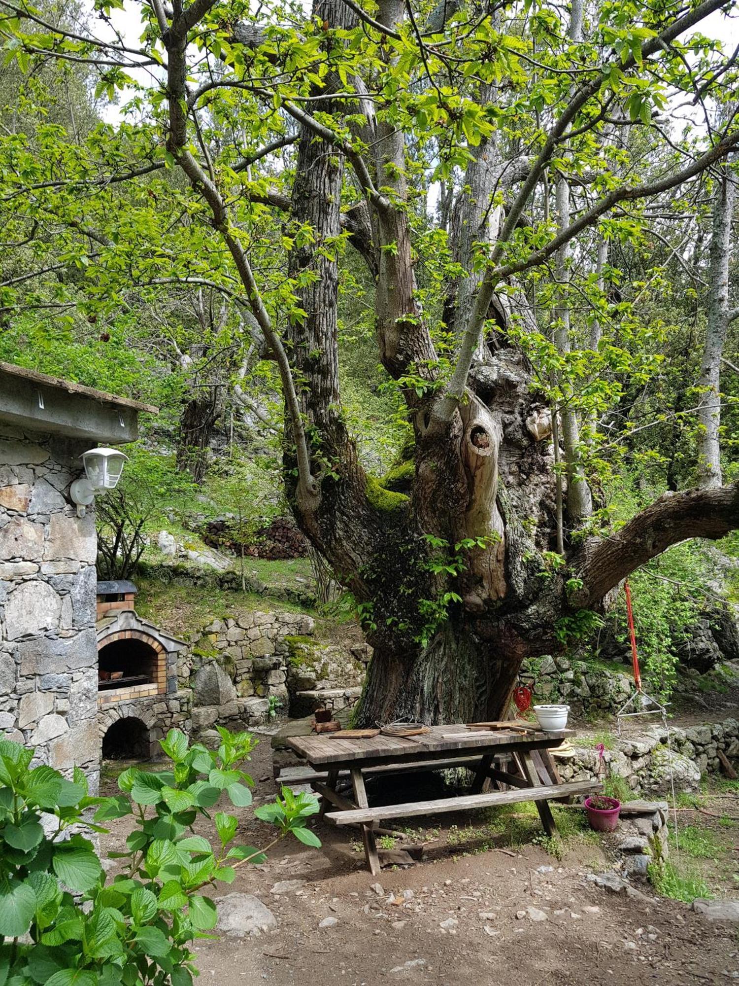 Chambre D'Hote "Chez Antoinette Et Charles" Santo-Pietro-di-Venaco エクステリア 写真